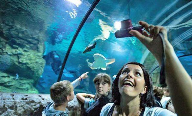 What you need to know before you visit the aquarium of Vladivostok