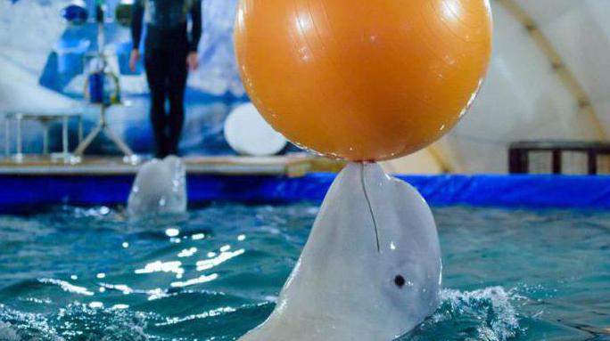 dolphinarium in kirov reviews