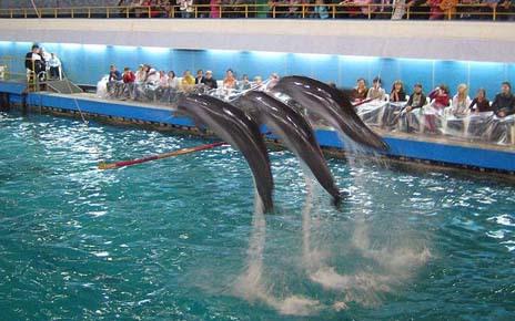 dolphinarium in Samara barn operation mode 