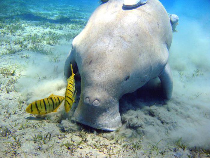 What sea in Phuket meets tourists?