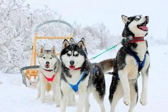 Winter rest in Russia