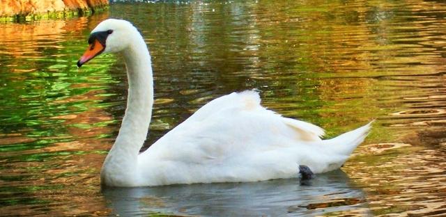 Park of birds in the Kaluga region - cognitive leisure in nature