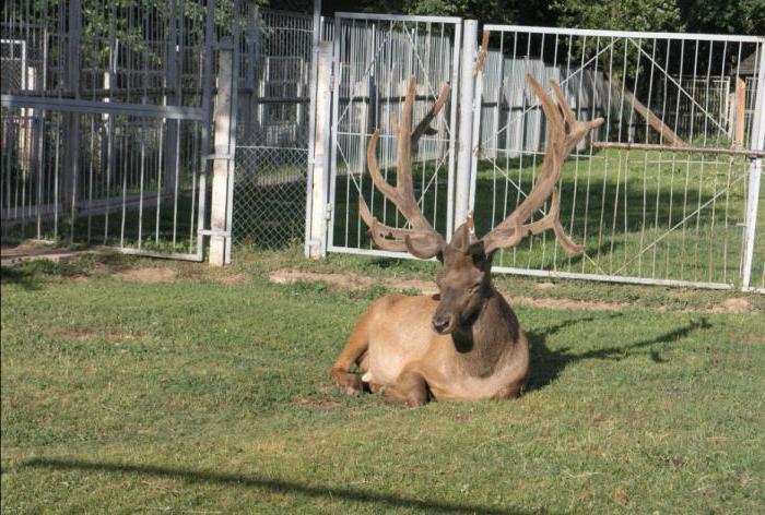 Zoo in Mogilev (Belarus) - one of the most interesting sights of the city