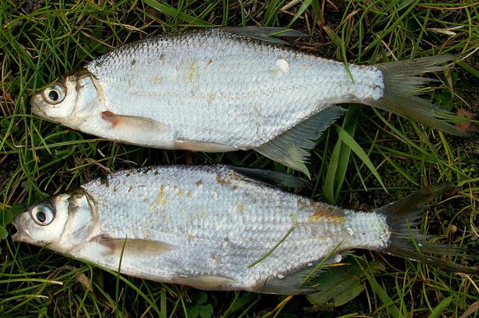 Catching bream in October is very exciting