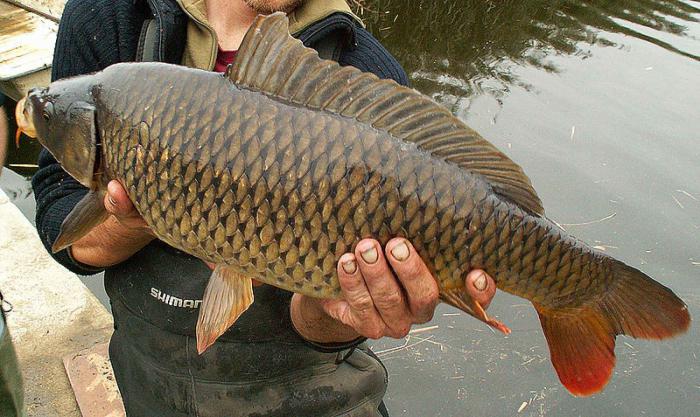 Catching carp in spring on the feeder. Catching carp for boilies in the spring