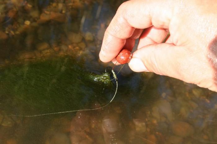 Carp installation