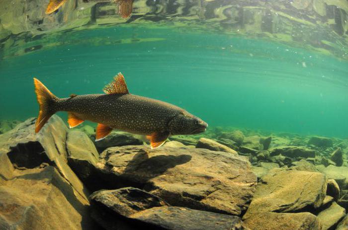 Lake trout: photo, name. What does the lake trout bite?