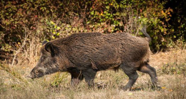 Hinges on boars: how to make and put