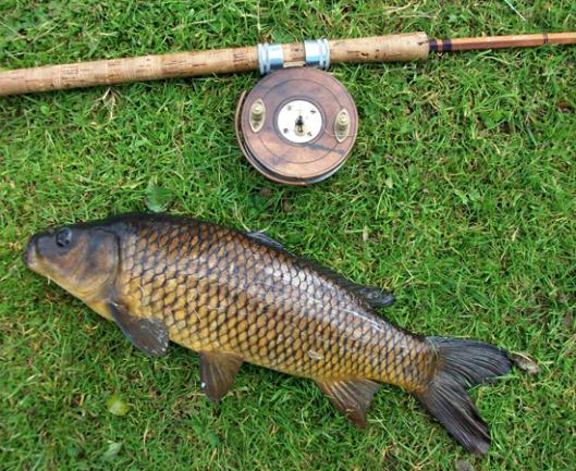 Fishing: carp. Why catch this coveted trophy?