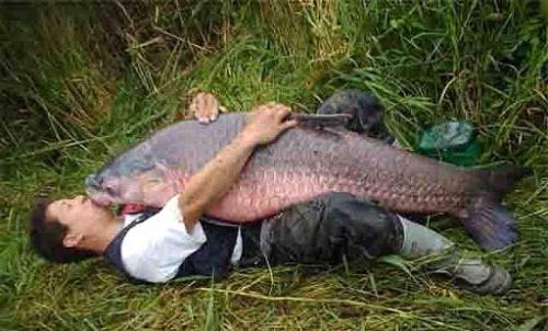 carp fishing