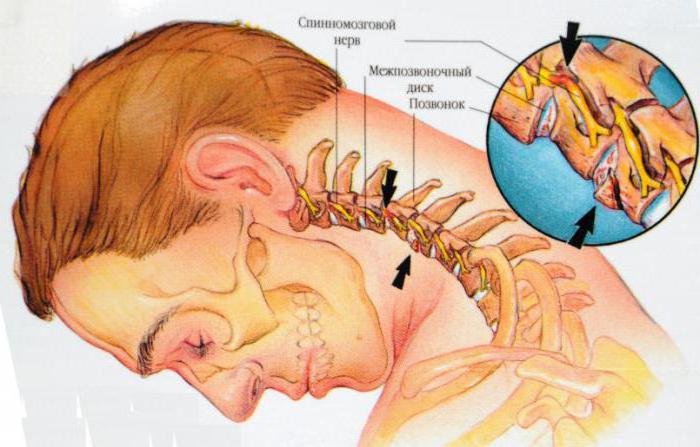 Anatomy: the structure of the neck of a man in general