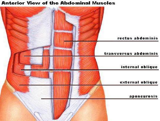 aponeurosis of the abdomen