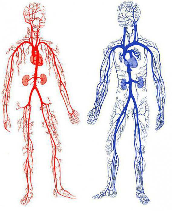 arterial bleeding first aid