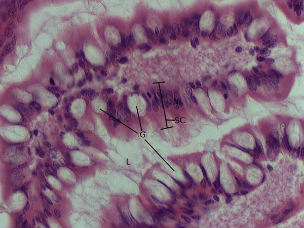 goblet cells of the intestine