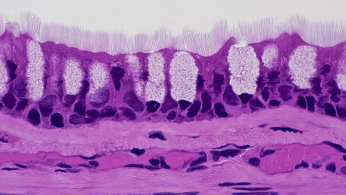 antibodies to goblet cells