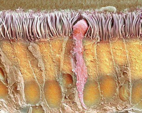 goblet cells of epithelium