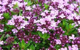 thymus medicinal properties and contraindications