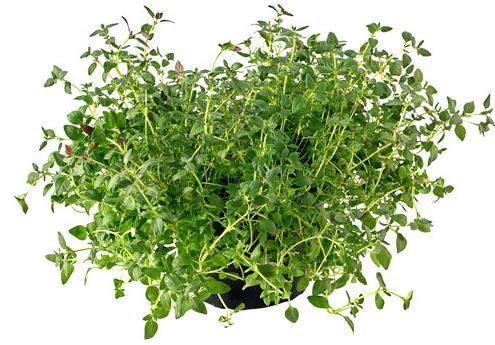 thyme from cough