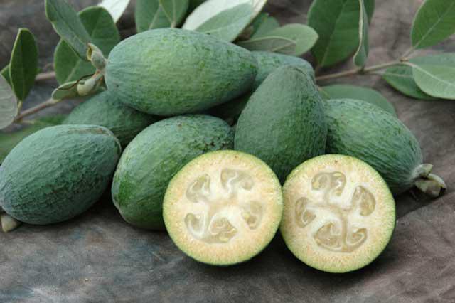 than feijoa is useful and at what diseases