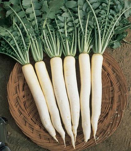 daikon benefits and harm to health