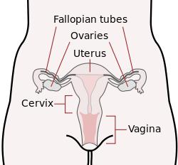 removal of fallopian tubes