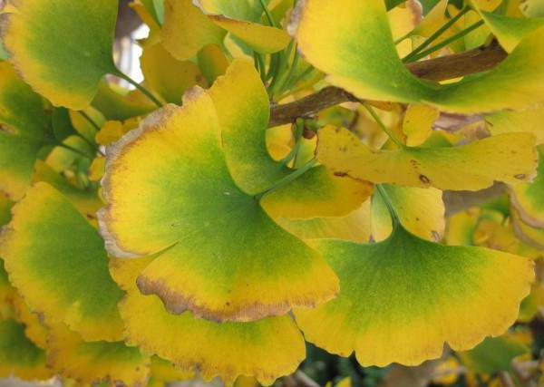 what a ginkgo tree looks like