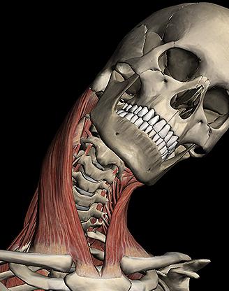 Breast-clavicular-mastoid muscle: the main role in the human body