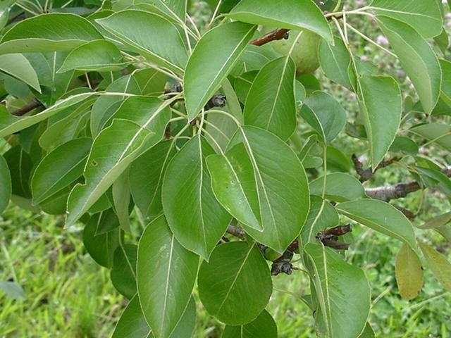 Pear, useful properties and contra-indications of fruit, leaves and ... vegetables