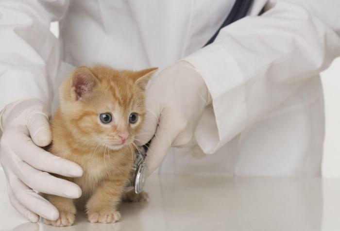 Irkutsk: veterinary clinic and reviews about it