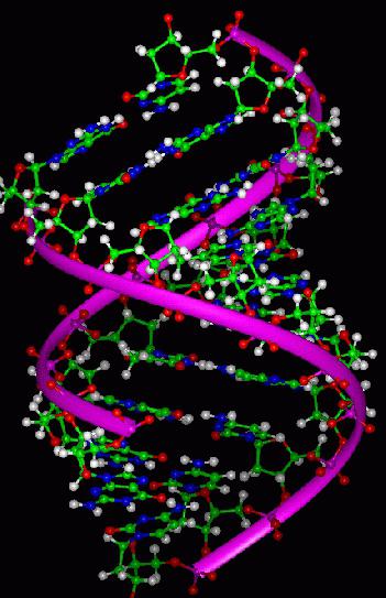 How does the protein exchange in the human body?