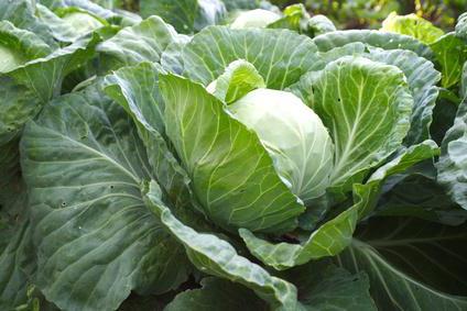 medicinal properties of cabbage leaf