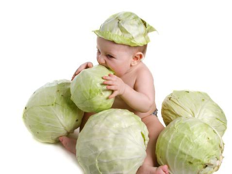 What are the medicinal properties of the cabbage leaf?