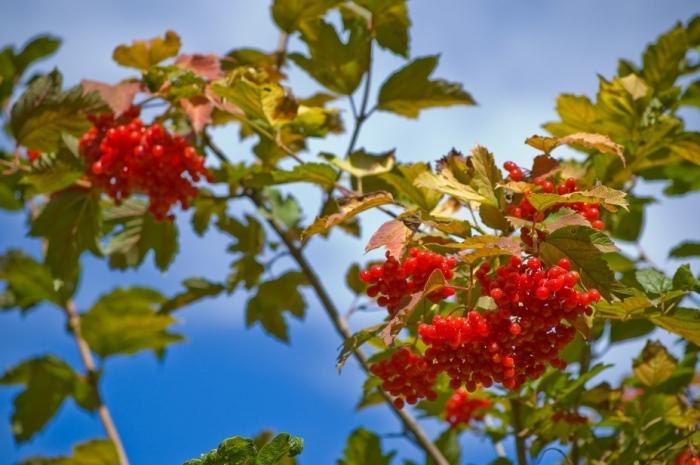 when to collect the viburnum