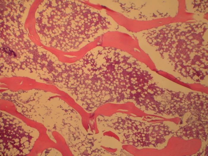 Red bone marrow: concept, structure and function