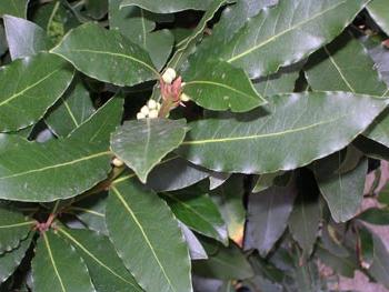 Bay leaf and its miraculous properties