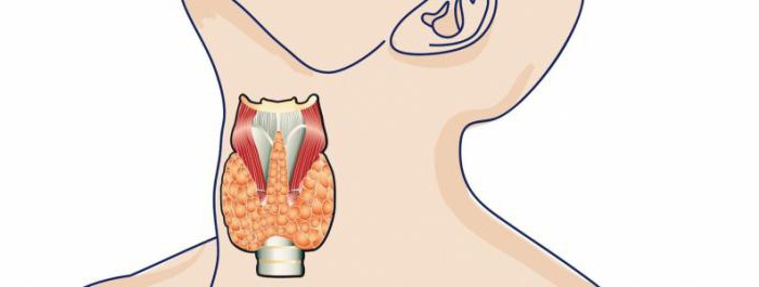 Treatment of autoimmune thyroiditis: folk remedies at home