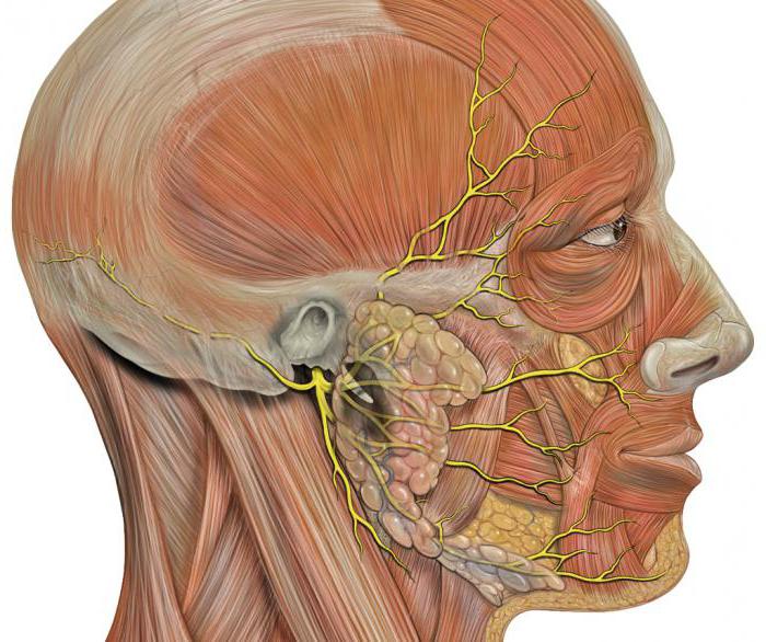 Human facial nerve structure and function problems 