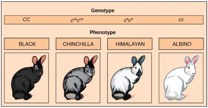 phenomenon of multiple allelicism