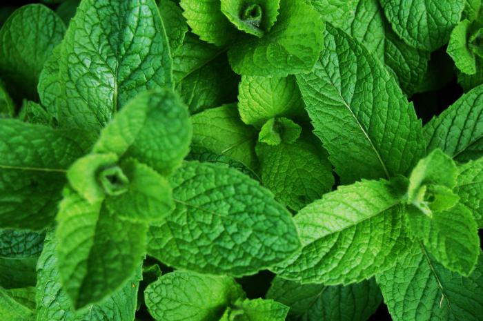 Mint: harm and good. Types and applications