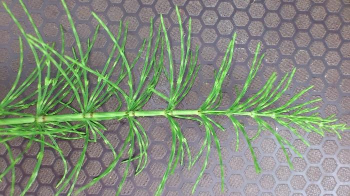 horsetail grass field