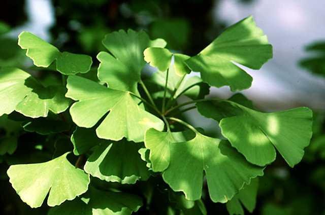 How useful are supplements and medicines containing ginkgo biloba?