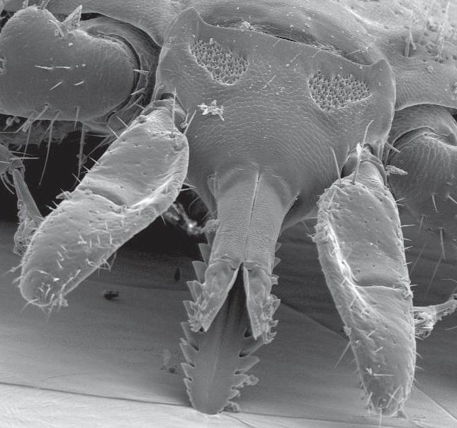 a variety of ticks on the human body