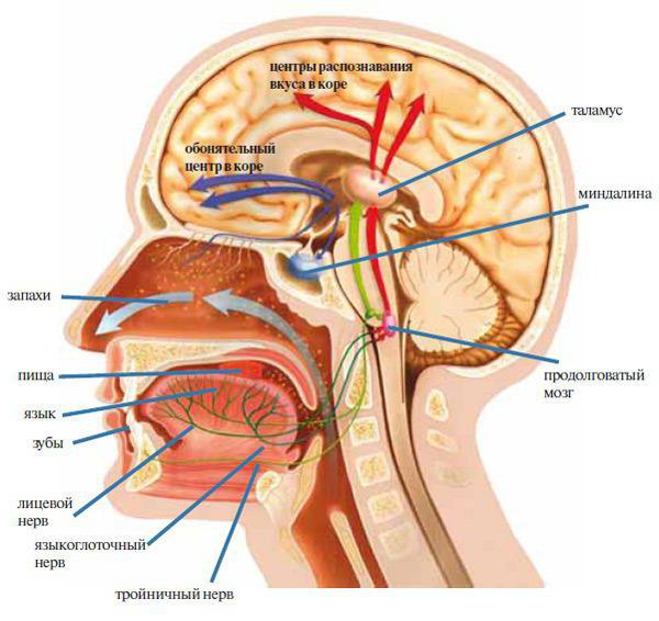 olfactory nerve damage