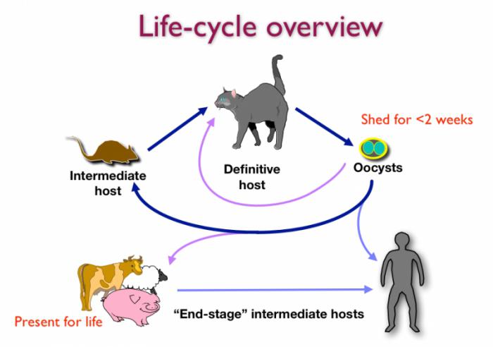 how is toxoplasmosis transmitted