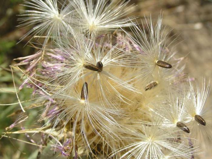 Milk thistle in tablets отзывы