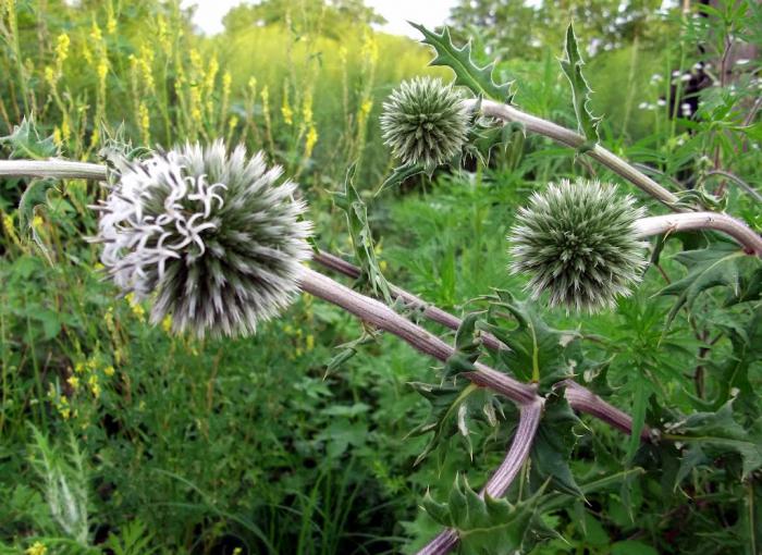 herbs of milk thistle