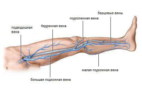  rheovasography of the vessels of the upper and lower extremities 