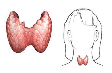 the thyroid hormone is [