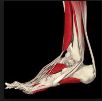 The structure of the human foot: bones and joints