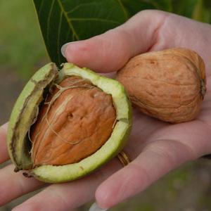 treatment with tincture of green walnut